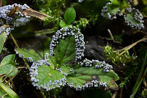 Schleimpilz Physarum leucopus