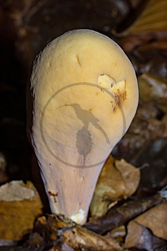 Herkuleskeule