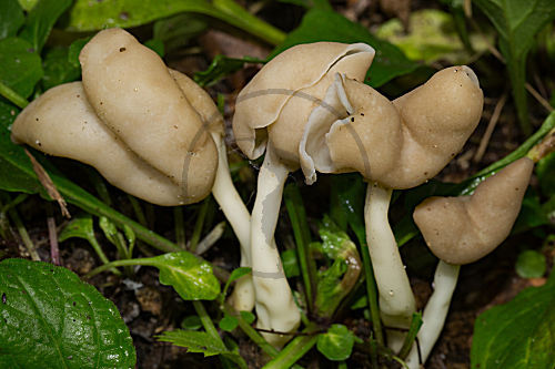 Elastische Lorchel
