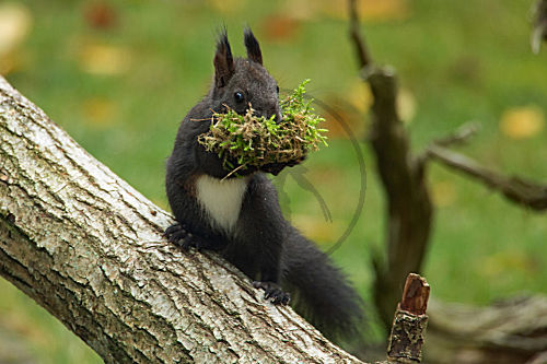 Eichhörnchen
