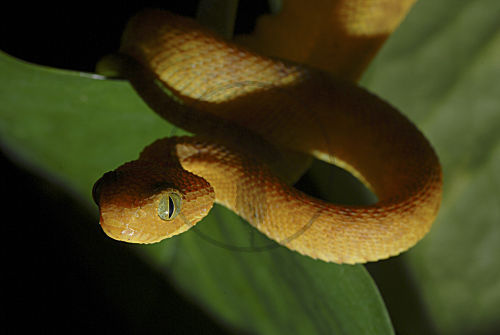 Westafrikansiche Buschviper