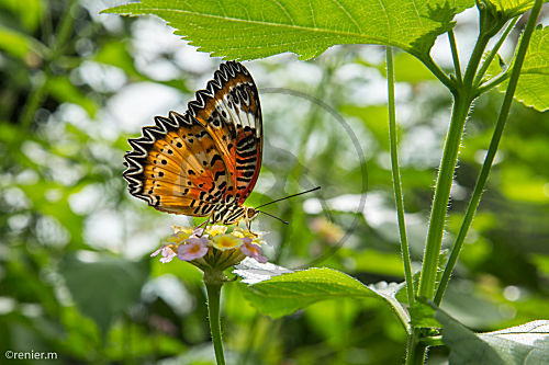 Leoparden Netzflügler