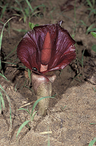 Amorphophallus