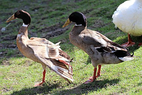 Indische Laufente