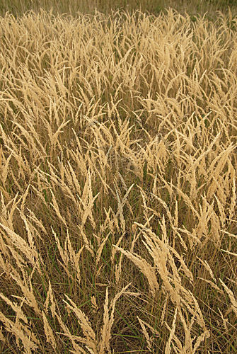 Gras