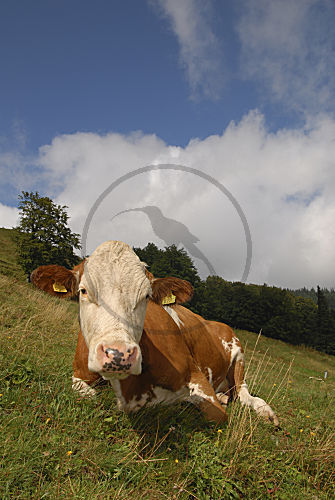 Eine Kuh in der Alpenlandschaft