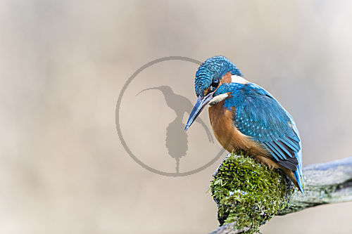 Europäsicher Eisvogel