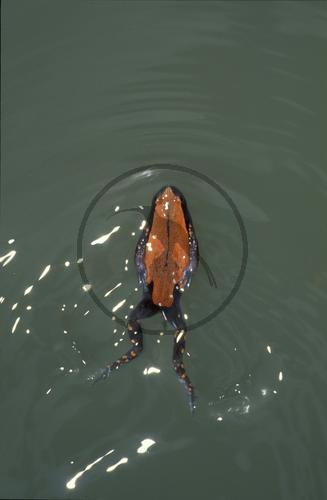 Rotrückenfrosch