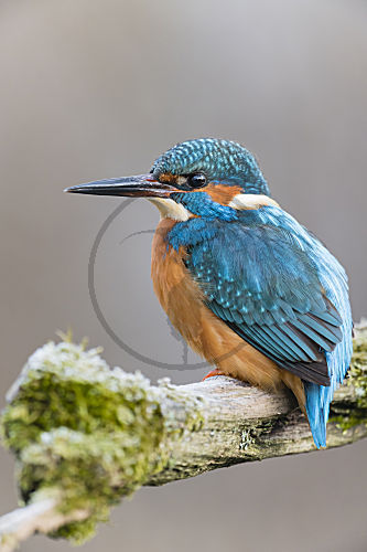 Europäsicher Eisvogel