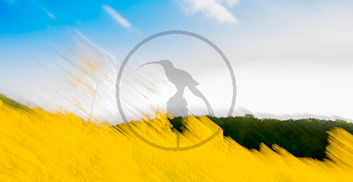 Rapsfeld