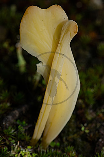 Heidekeule