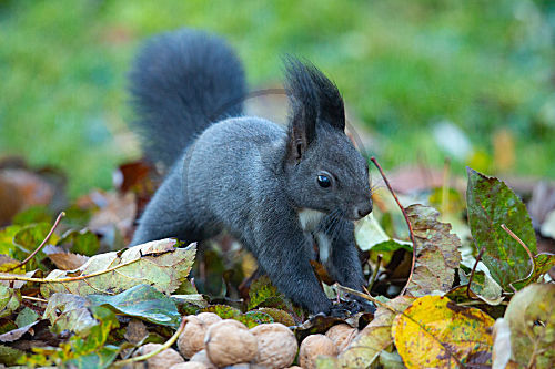 Eichhörnchen