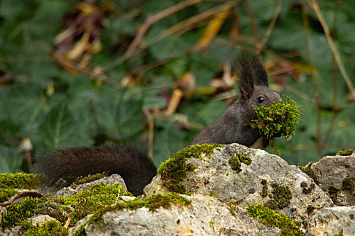 Eichhörnchen