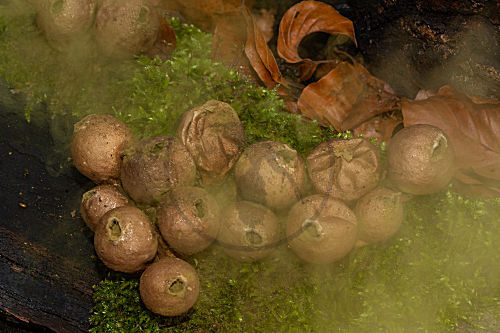 Birnenstäubling, Birnenbovist
