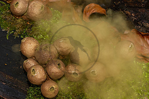 Birnenstäubling, Birnenbovist