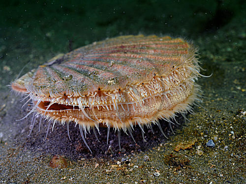 Jakobsmuschel