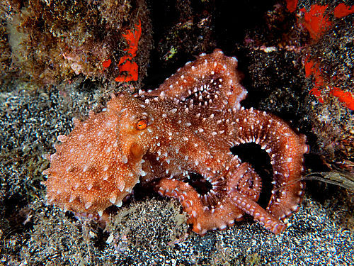 Weißgefleckter Oktopus