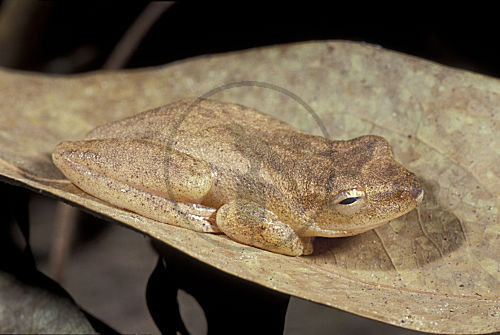 Riedfrosch