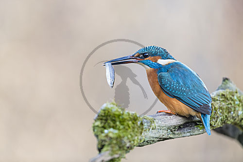 Europäsicher Eisvogel