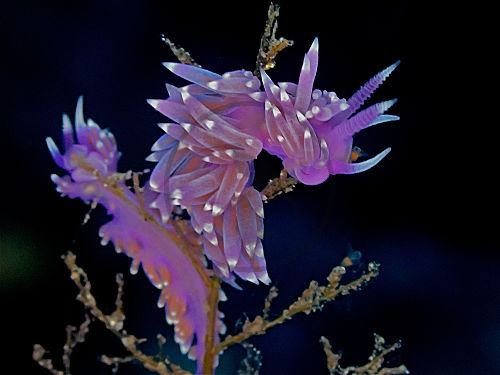 Violette Fadenschnecke