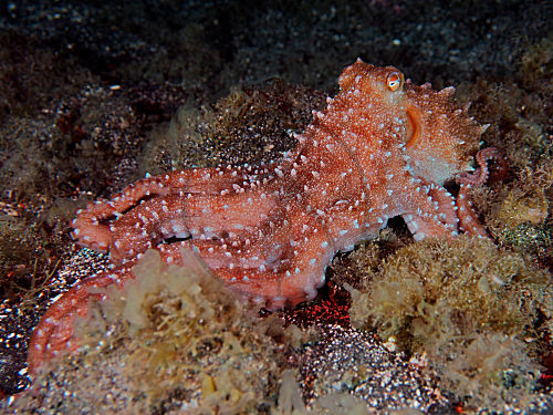 Weißgefleckter Oktopus