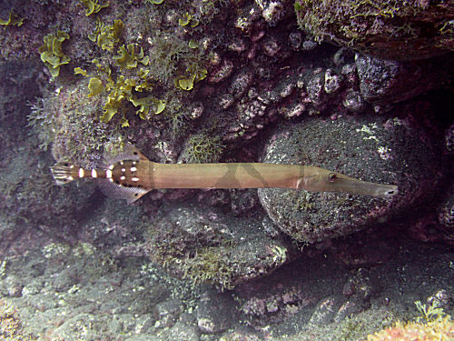 Ostatlantischer Trompetenfisch