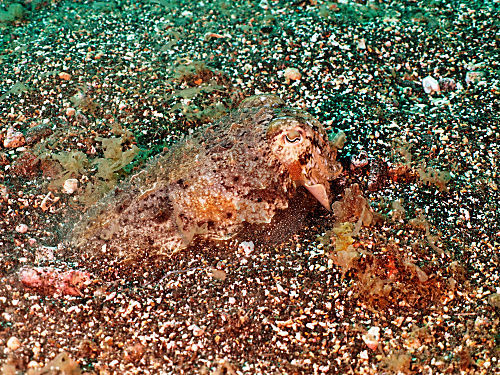 Gewöhnlicher Tintenfisch