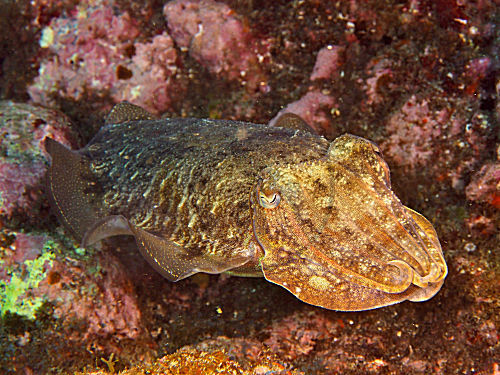 Gewöhnlicher Tintenfisch
