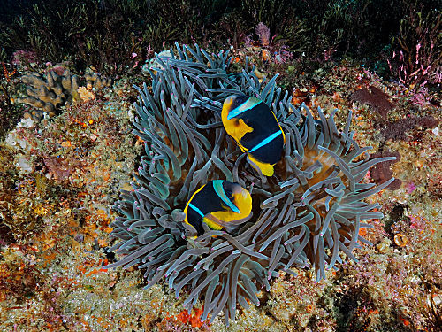 Allards Anemonenfisch