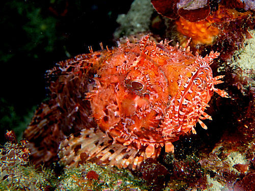 Grosser Roter Drachenkopf