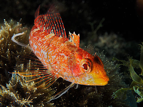 Gelber Spitzkopf-Schleimfisch