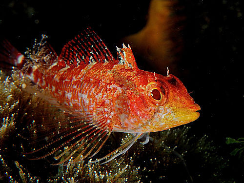 Gelber Spitzkopf-Schleimfisch