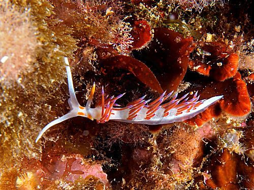 Wander-Fadenschnecke