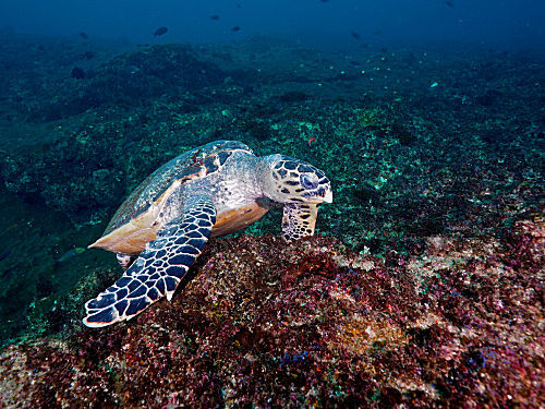 Pazifische Echte Karettschildkröte