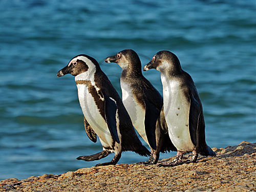 Brillenpinguin