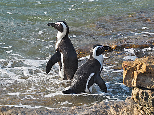 Brillenpinguin