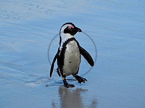 Brillenpinguin