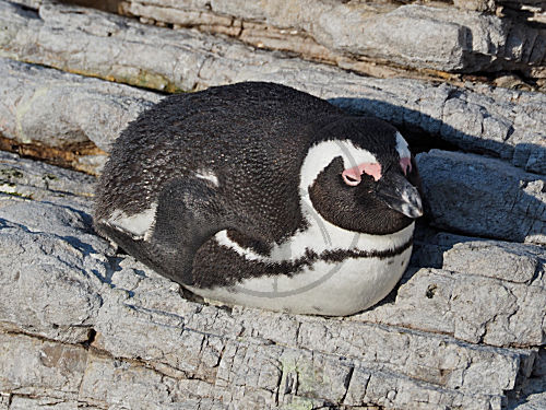 Brillenpinguin