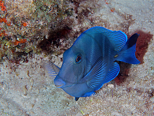 Blauer Doktorfisch