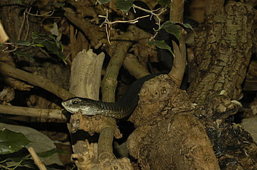 Boomslang