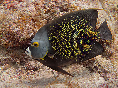 Franzosen-Kaiserfisch