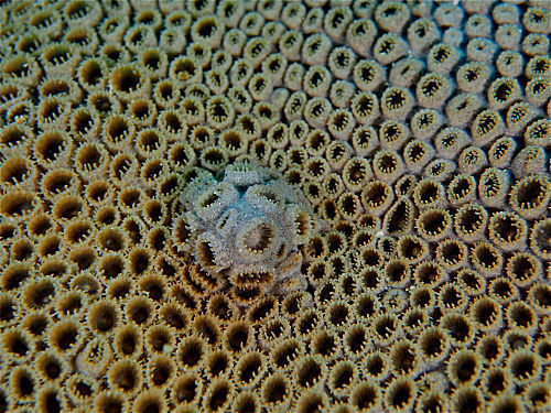 Kanarische Krustenanemone