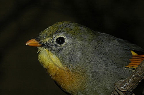 Sonnenvogel, Chinesische Nachtigall