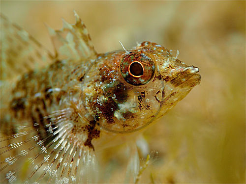 Roter Spitzkopfschleimfisch