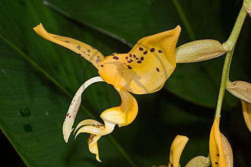 Orchidee Stanhopea jenischiana