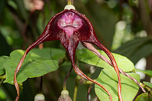 Dreischwänzige Pfeifenblume; Dreizipfelige Osterluzei