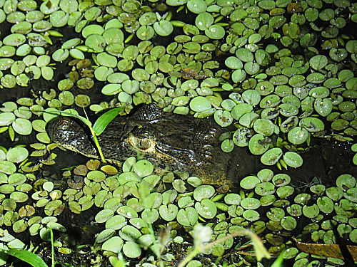 Krokodilkaiman
