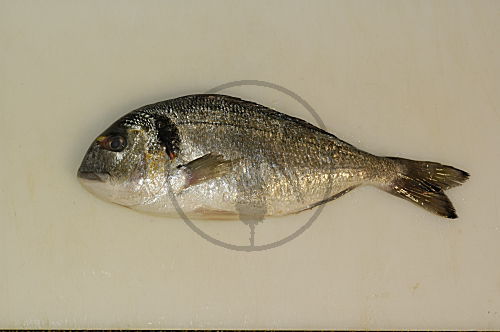 Meerbrasse, Goldbrasse, Dorade