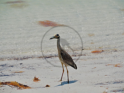 Krabbenreiher