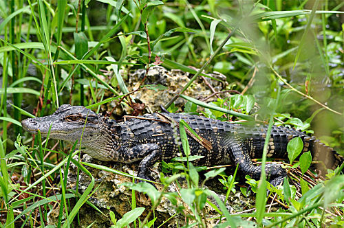 Mississippi-Alligator juvenil
